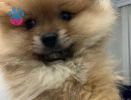 BOO CİNSİ KÖPEK - 7396 - Görsel 5