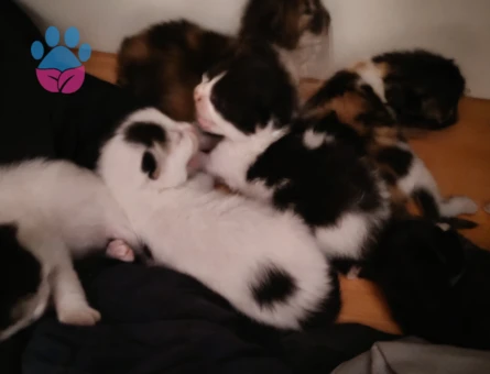 2 Aylık Kedi Yuva Arıyor - 9259