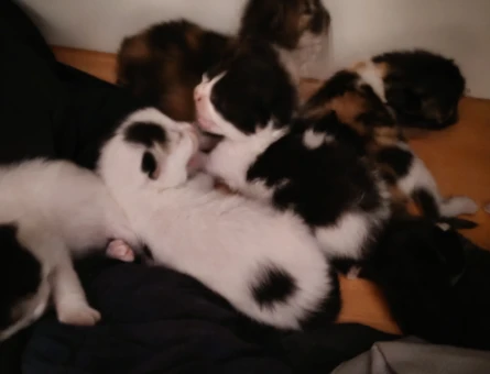 2 Aylık Kedi Yuva Arıyor - 9259
