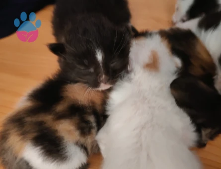 2 Aylık Kedi Yuva Arıyor - 9259 - Görsel 3