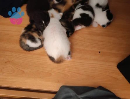 2 Aylık Kedi Yuva Arıyor - 9259 - Görsel 5