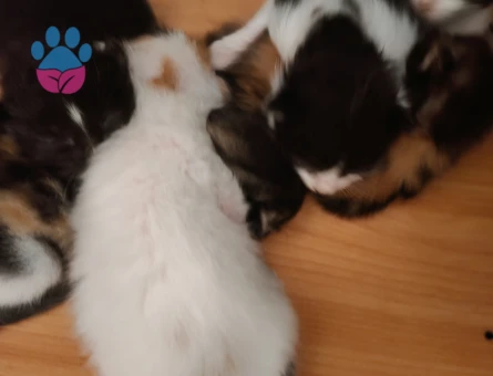 2 Aylık Kedi Yuva Arıyor - 9259 - Görsel 4