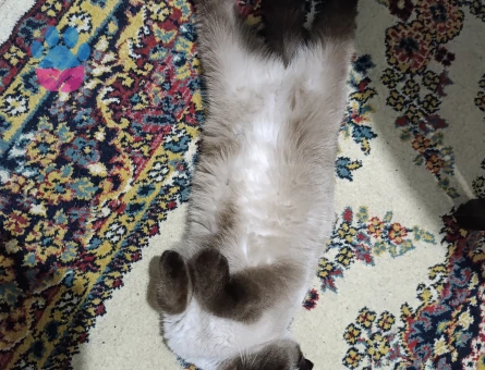 Scottish Fold 3 Yaşında Yuva Arıyor - 9260 - Görsel 2