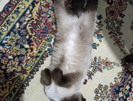 Scottish Fold 3 Yaşında Yuva Arıyor - 9260