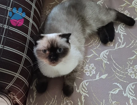 Scottish Fold 3 Yaşında Yuva Arıyor - 9260 - Görsel 3