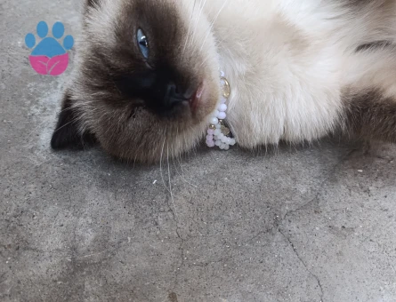 Scottish Fold 3 Yaşında Yuva Arıyor - 9260 - Görsel 4