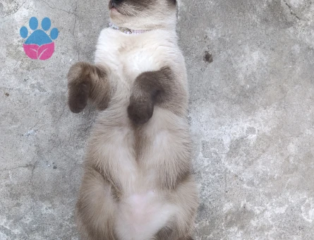 Scottish Fold 3 Yaşında Yuva Arıyor - 9260 - Görsel 5