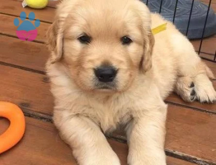 BEBEK YÜZLÜ KÜT BURUN GOLDEN YAVRULARI - 9261 - Görsel 2