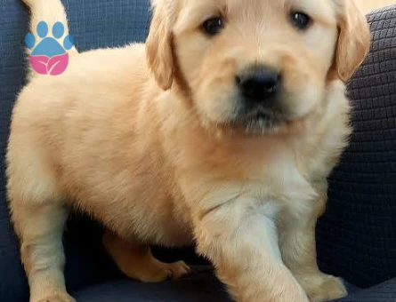 BEBEK YÜZLÜ KÜT BURUN GOLDEN YAVRULARI - 9261