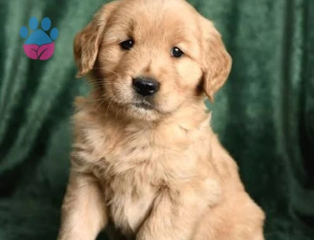IRKININ EN İYİSİ BABY FACE GOLDEN YAVRULARI - 9262 - Görsel 3