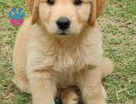IRKININ EN İYİSİ BABY FACE GOLDEN YAVRULARI - 9262