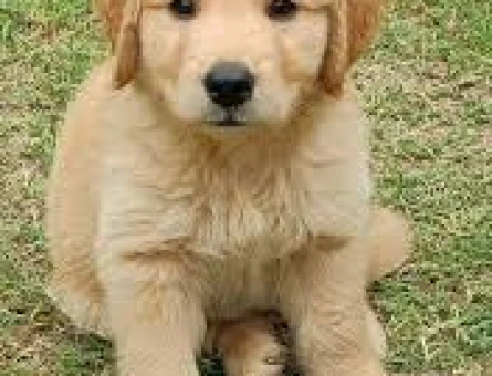 IRKININ EN İYİSİ BABY FACE GOLDEN YAVRULARI - 9262