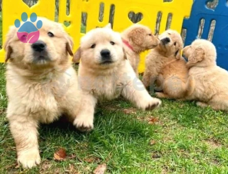 EN ÖZEL BABY FACE GOLDEN RETRIEVER YAVRULARI - 9263