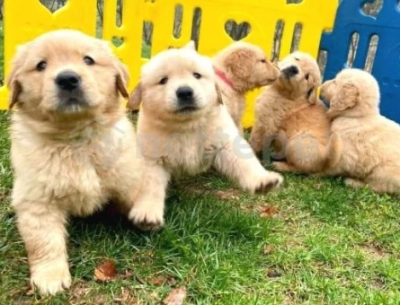 EN ÖZEL BABY FACE GOLDEN RETRIEVER YAVRULARI - 9263