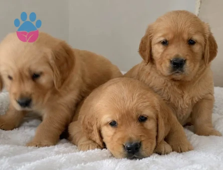 EN ÖZEL BABY FACE GOLDEN RETRIEVER YAVRULARI - 9263 - Görsel 3