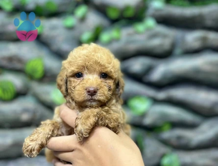 65 Günlük Kore Poodle Yavrular - 9264