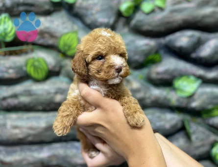 65 Günlük Kore Poodle Yavrular - 9264 - Görsel 3