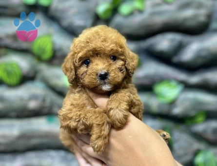 65 Günlük Kore Poodle Yavrular - 9264 - Görsel 4
