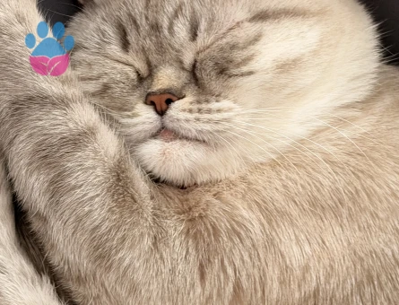 British Shorthair Mia için yuva arıyoruz - 9265 - Görsel 4