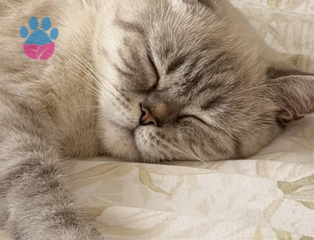 British Shorthair Mia için yuva arıyoruz - 9265 - Görsel 3