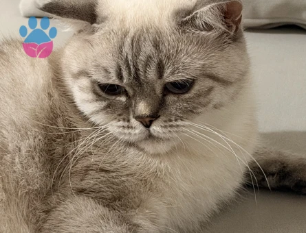 British Shorthair Mia için yuva arıyoruz - 9265 - Görsel 2