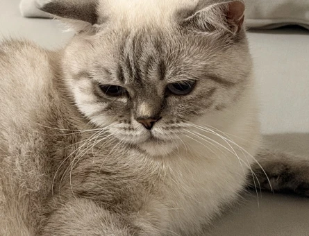 British Shorthair Mia için yuva arıyoruz - 9265