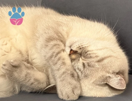 British Shorthair Mia için yuva arıyoruz - 9265 - Görsel 5