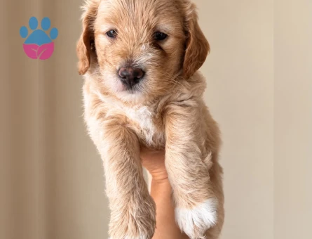 Kıvırcık Tüylü Maltipo - 9269 - Görsel 5