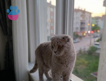 1,5 yaşindaki oğluma yuva arıyorum - 9274 - Görsel 2