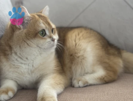 British Shorthair Dİşi 4 Yaşında Yuva Arıyor - 9275 - Görsel 3