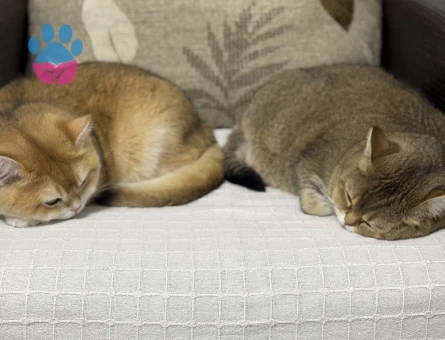 British Shorthair Dİşi 4 Yaşında Yuva Arıyor - 9275 - Görsel 4