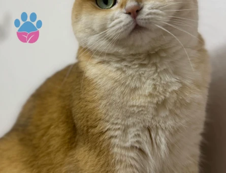 British Shorthair Dİşi 4 Yaşında Yuva Arıyor - 9275 - Görsel 2