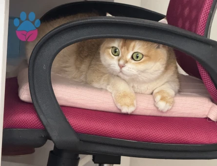 British Shorthair Dİşi 4 Yaşında Yuva Arıyor - 9275 - Görsel 5