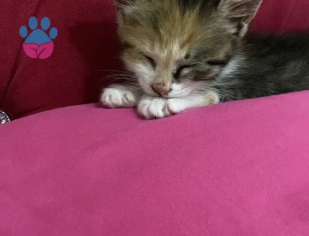 Tekir Bella Bebiş Yuva Arıyor - 9276 - Görsel 3
