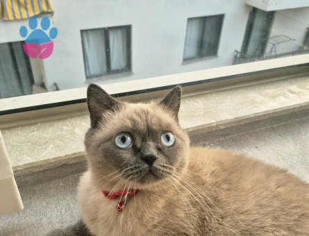 British Shorthair 4 Yaşında Yuva Arıyor - 9279 - Görsel 2