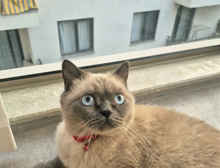 British Shorthair 4 Yaşında Yuva Arıyor - 9279