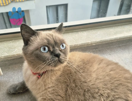 British Shorthair 4 Yaşında Yuva Arıyor - 9279 - Görsel 3