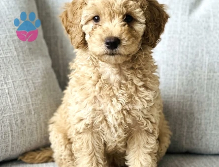 Poodle - 9281 - Görsel 3