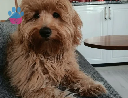 Maltipoo erkek - 9282 - Görsel 3