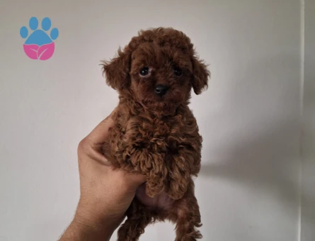 Toy poodle yavrularımız - 9284