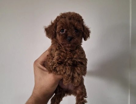 Toy poodle yavrularımız - 9284