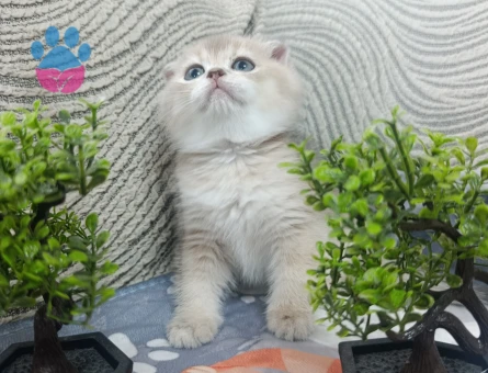 Scottish Fold Mükemmel kalite bebeklerim - 9285 - Görsel 2