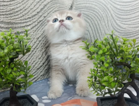 Scottish Fold Mükemmel kalite bebeklerim - 9285