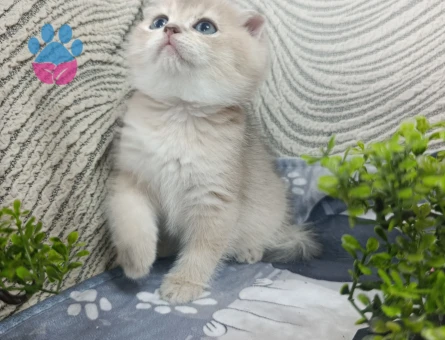 Scottish Fold Mükemmel kalite bebeklerim - 9285 - Görsel 3