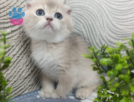 Scottish Fold Mükemmel kalite bebeklerim - 9285 - Görsel 4