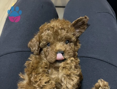 Korekan Toy Poodle bebekler - 9286