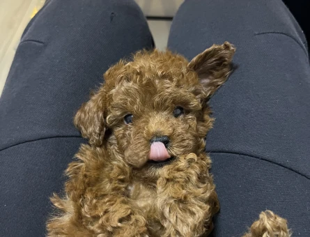 Korekan Toy Poodle bebekler - 9286