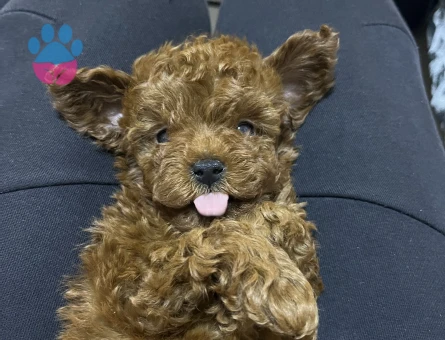 Korekan Toy Poodle bebekler - 9286 - Görsel 3