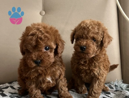 Korekan Toy Poodle bebekler - 9286 - Görsel 4