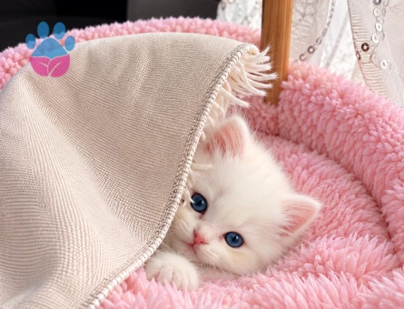 Ragdoll & British Longhair Golden Kırması - 9289 - Görsel 4